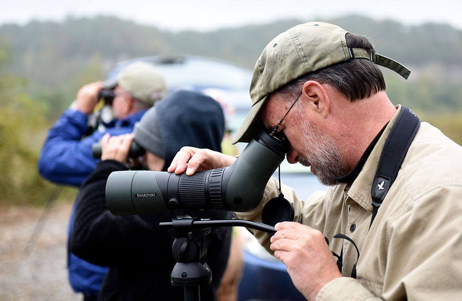 John Besser watches swamp sparrows
